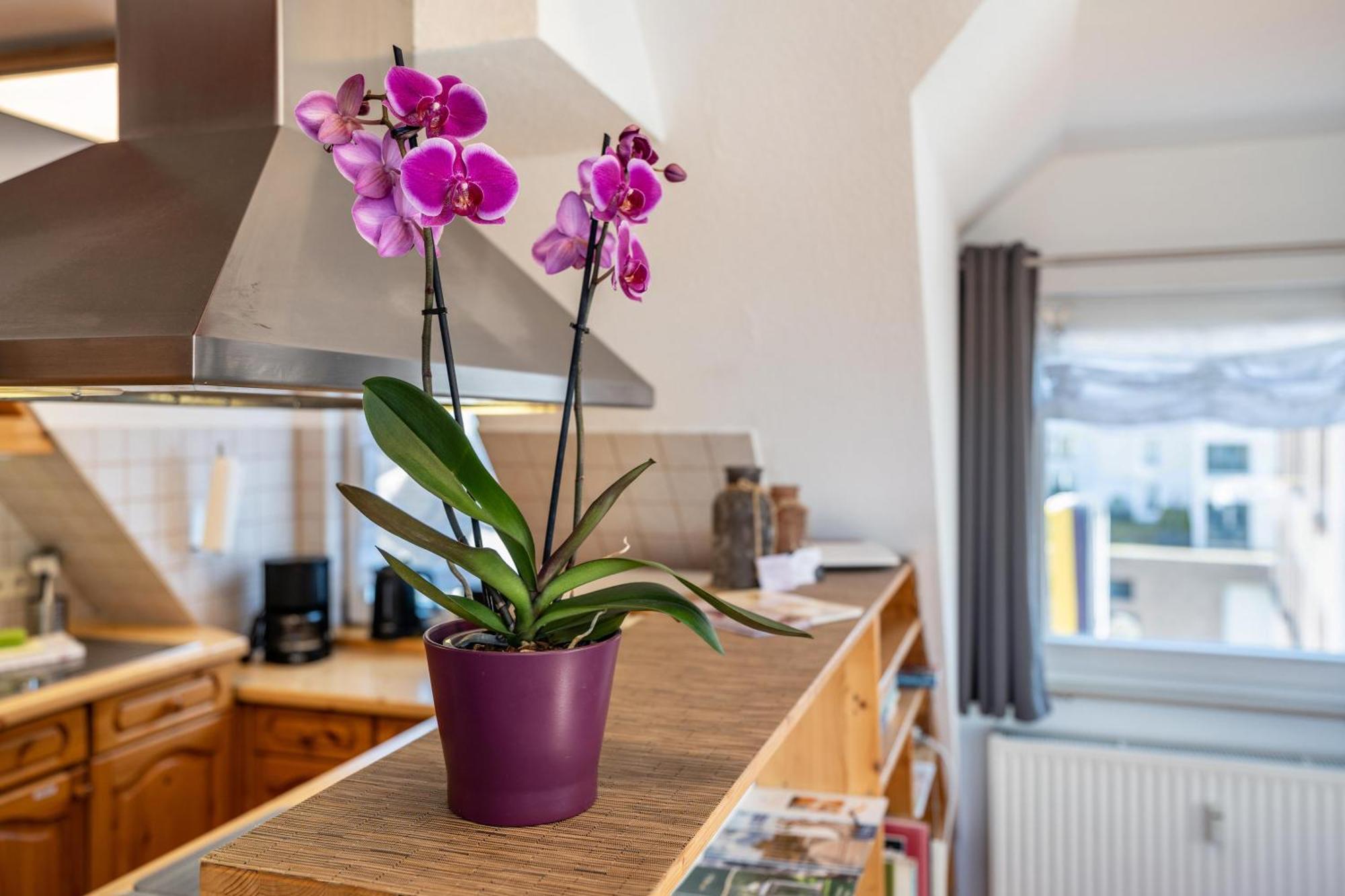 Schwarzwaldnest Apartment Bad Wildbad Luaran gambar